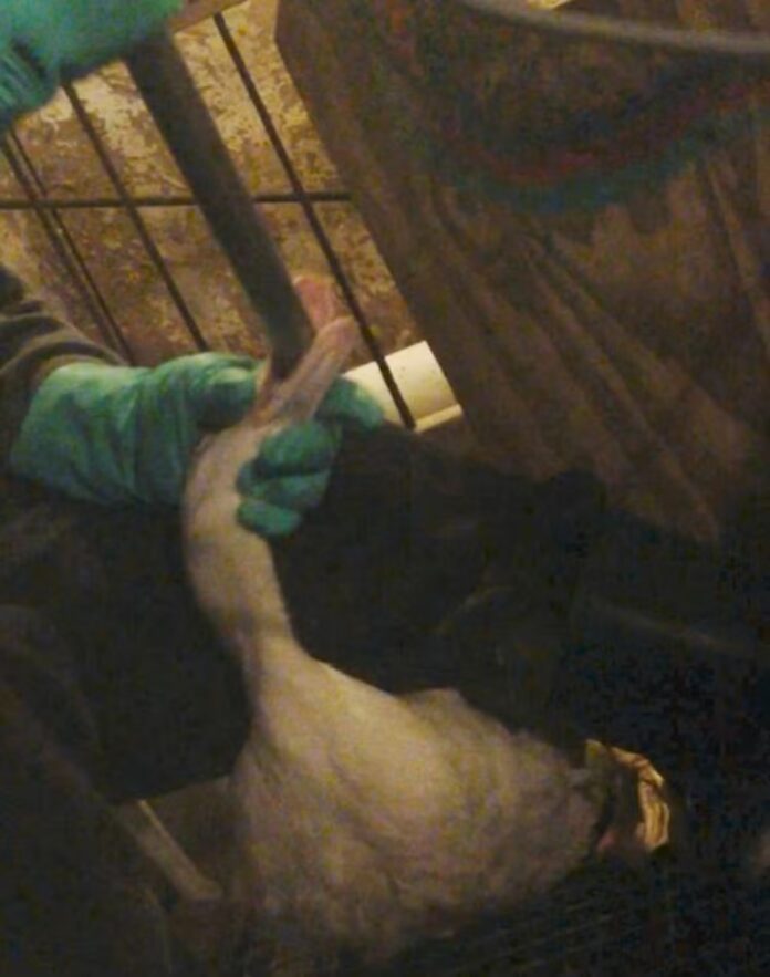 Mercy for Animals / Divulgação